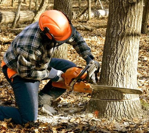 Tree Removal in Balfour, ND